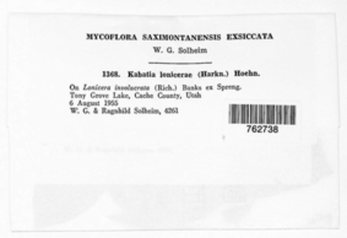 Kabatia lonicerae image